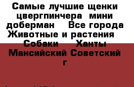 Самые лучшие щенки цвергпинчера (мини доберман) - Все города Животные и растения » Собаки   . Ханты-Мансийский,Советский г.